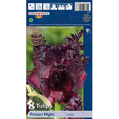 Tulip Frozen Night Sibulad Osta Soodsamalt Gradinamax Ee