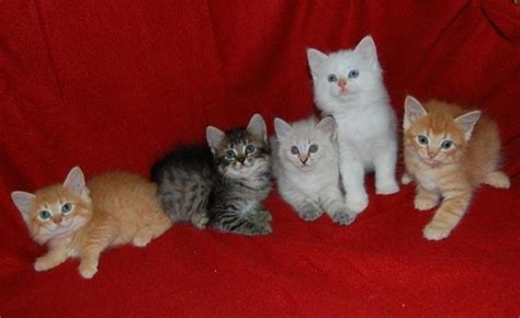 American Bobtail Cat Info, Personality, Kittens, Pictures