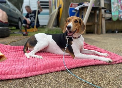 Coonhound Beagle Mix: Is This Curious Hybrid Right for You?