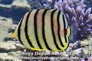 Eightbanded Butterflyfish Chaetodon Octofasciatus