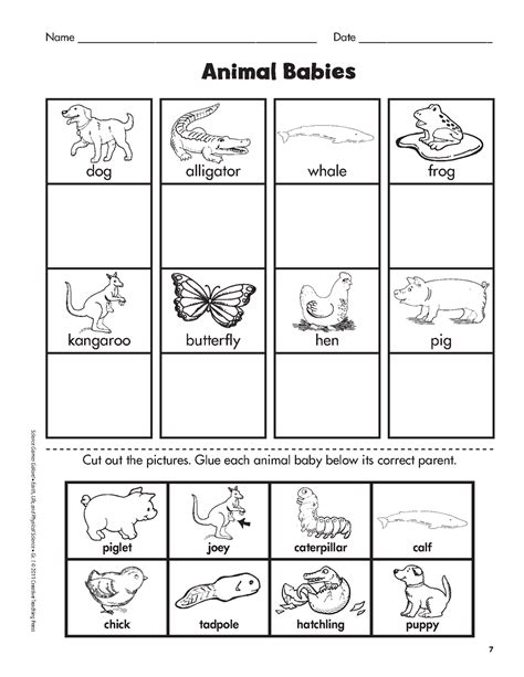 Marvelous Animals And Their Babies Lesson Plans Kindergarten Ordinal Numbers Worksheets For