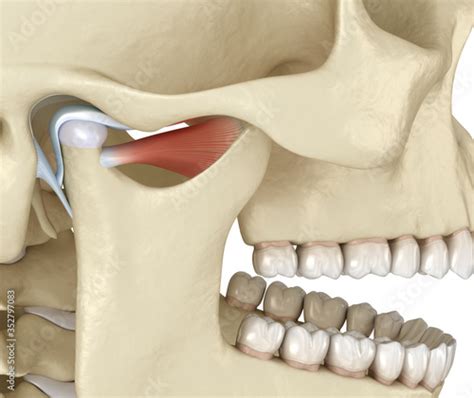 Tmj The Temporomandibular Joints Healthy Occlusion Anatomy Medically