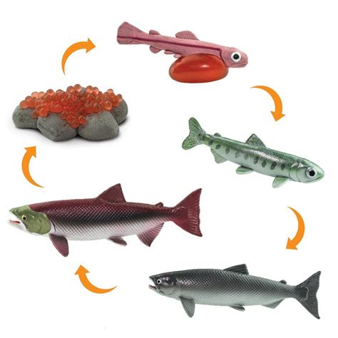 Salmon Life Cycle Models Set