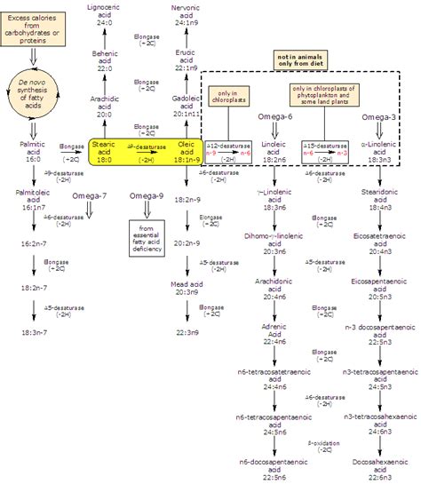 Oleic acid: structure, properties, synthesis, and benefits