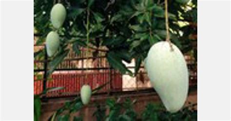 Cambodian Mangoes Popular In South Korea