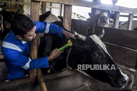 Jabar Mulai Vaksinasi Pmk Bagi Ternak Sapi Di Kabupaten Sumedang