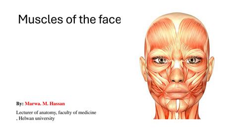 Solution Muscles Of The Face Studypool