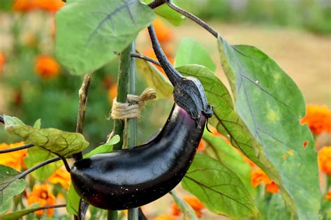 Eggplant Companion Plants Klaraadetayo