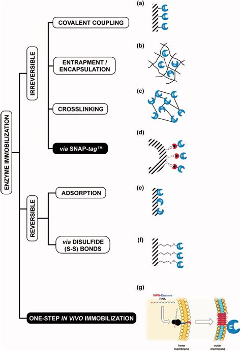 Examples Of Enzyme Immobilisation Methods Among The Traditional