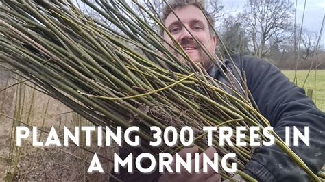 Planting For Short Rotation Willow Coppice 300 Trees Planted YouTube