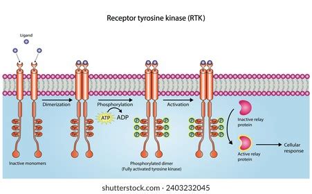 Tyrosine Kinase Receptor Dimerization Phosphorylation Activation Stock ... 