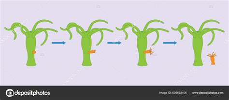 Hydra Budding Asexual Reproduction Vector Ilustration Stock Vector By