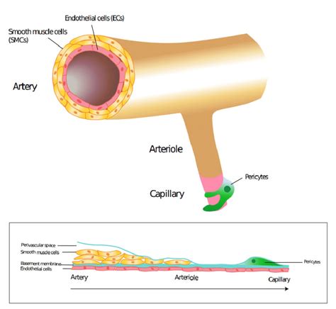 Location of pericytes and vascular smooth muscle cells in blood ...