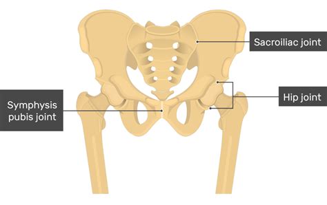 Hip Bone Anatomy Getbodysmart – NBKomputer