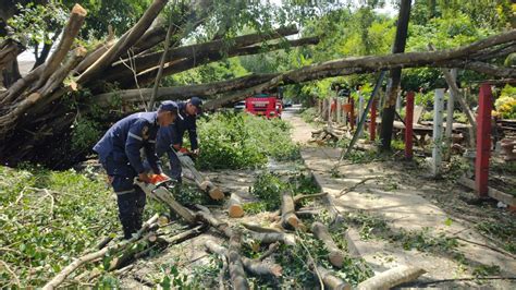 Bomberos retiran árboles caídos por fuertes lluvias en Montería LA