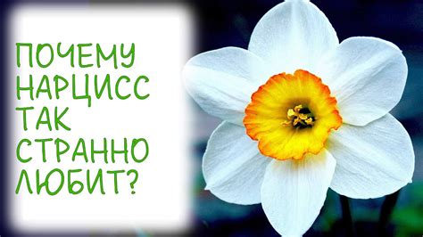Почему нарцисс так странно любит? - YouTube