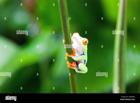 Red Eyed Leaf Tree Frog Stock Photo Alamy