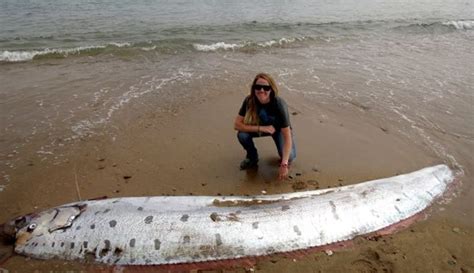 Fakta Fakta Ikan Oarfish Yang Dikaitkan Dengan Gempa Bisa Mencapai