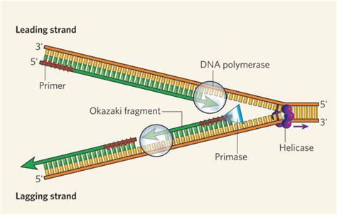 What Is Dna Helicase - PAMLOX