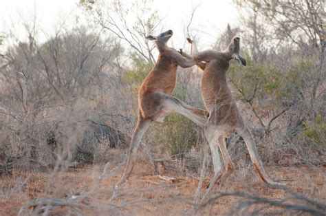 Male Kangaroo Stock Photos, Pictures & Royalty-Free Images - iStock