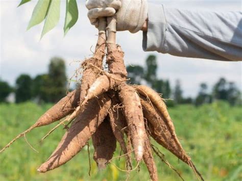 Cara Menanam Ubi Kayu Agar Berbuah Banyak Dan Besar