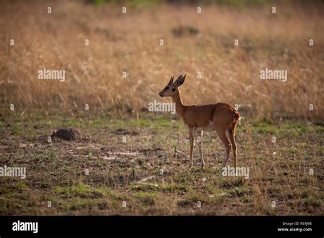 Günthers Dik Dik Uganda Stock Photo Alamy