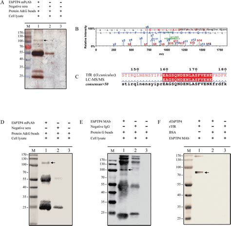 Transferrin Receptor 1 TfR 1 Is A Host Cell Interacting Protein