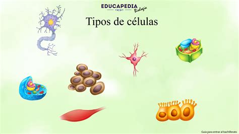 Tipos De Células Educapedia