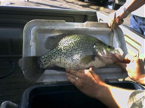 Weight Of A 18 Inch Crappie