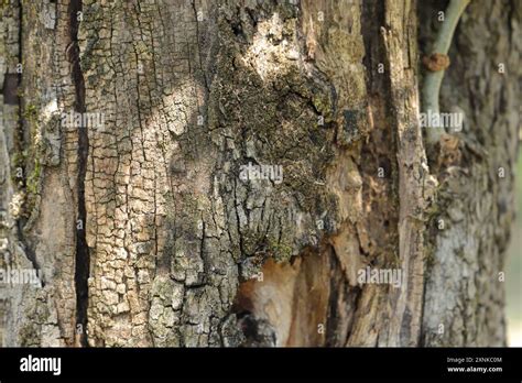 Bark of an olive tree as background Stock Photo - Alamy