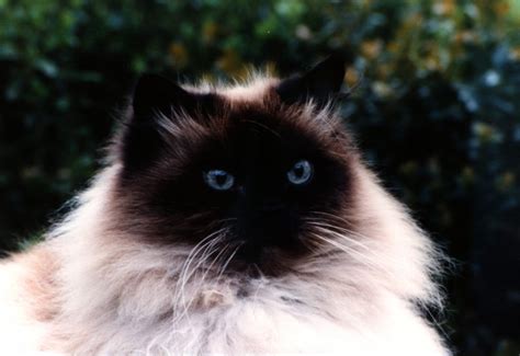 himalayan cat : Biological Science Picture Directory – Pulpbits.net