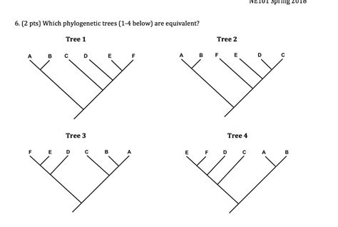 Solved Ne1ol Sprin8 2018 6 2 Pts Which Phylogenetic Trees