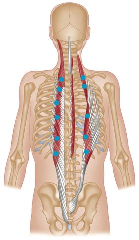 Trigger Point Therapy - Stretching the Erector Spinae Muscles | Back, Erector Spinae, Stretching ...