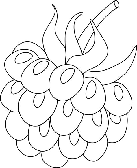 Coloriage Framboise Et Dessin Imprimer