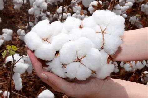 O Que é Pluma De Algodão Para Que Serve Mundo Ecologia