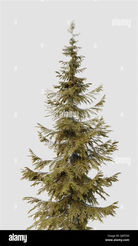 Abies Guatemalensis Hi Res Stock Photography And Images Alamy
