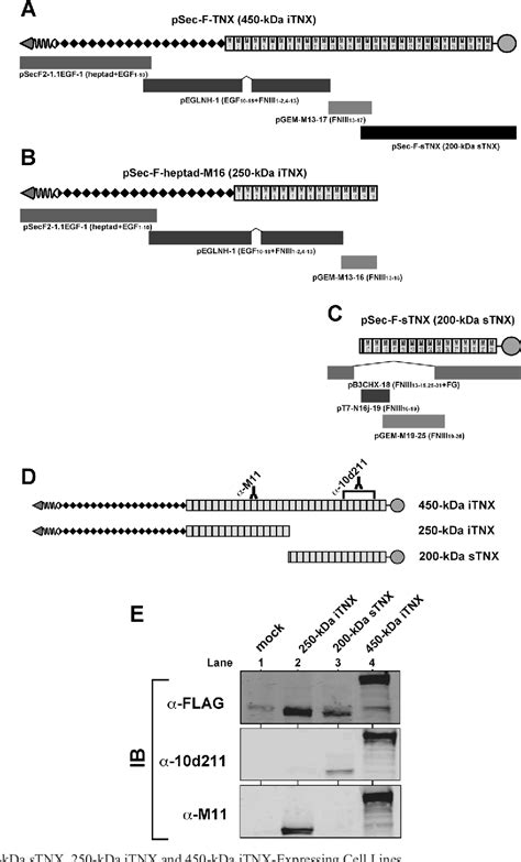 Figure From Serum Tenascin X Strongly Binds To Vascular Endothelial