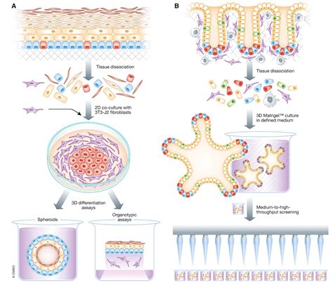 Regenerating Human Epithelia With Cultured Stem Cells Feeder Cells