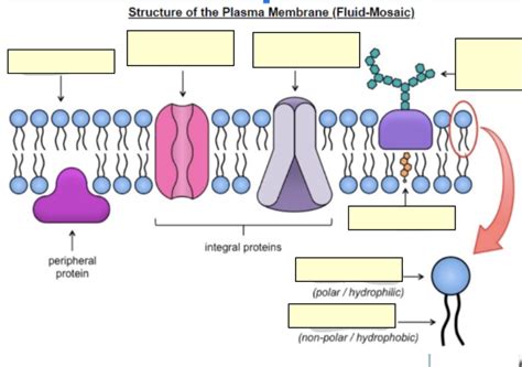 Cell Membrane Transport Diagram Quizlet