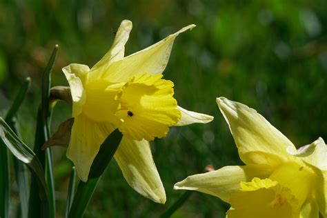 Narcissus Pseudonarcissus Gelbe Narzisse Narcissus Ps Flickr