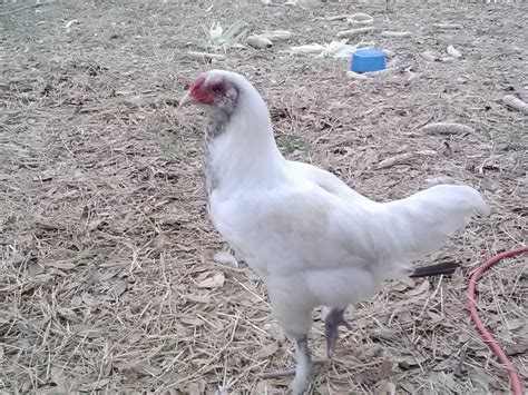 My Favorite Americana Rooster New Hampshire Red Backyard Chickens Learn How To Raise Chickens