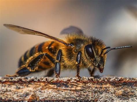 Las Abejas y el invierno Años atrás un apicultor introdujo una gran