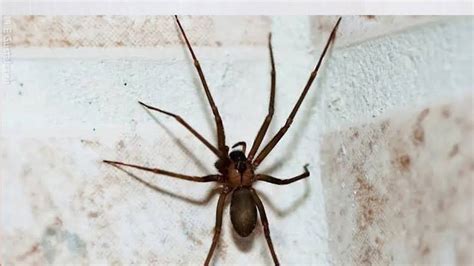 Primer Caso De Araña Violinista En Bizkaia Qué Es Y Qué Efectos Puede Tener Su Picadura