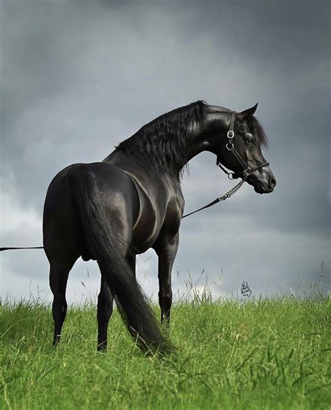 Truly Beautiful Black Arabian Stallion Horses Beautiful Arabian