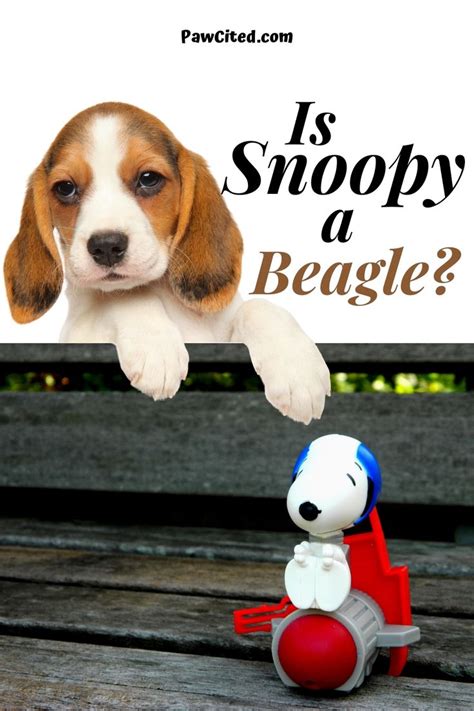 Snoopy Beagle