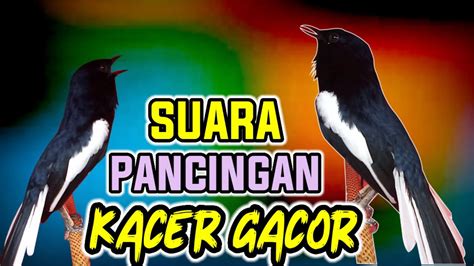 Suara Pancingan Kacer Ngotot Buat Pancingan Kacer Agar Emosi Buka Ekor