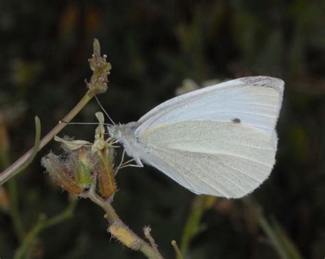 European Lepidoptera and their ecology: Pieris rapae