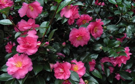 Buy Shishi Gashira Camellia FREE SHIPPING Wilson Bros