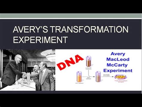 Avery Macleod Mccarty Experiment Dna As Genetic Material Molecular