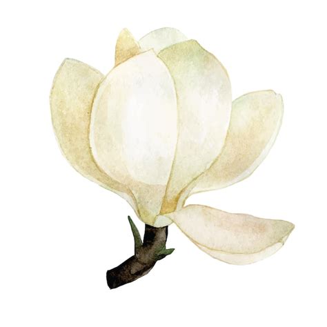 Premium Vector Watercolor Drawing Magnolia Flower Vintage Delicate